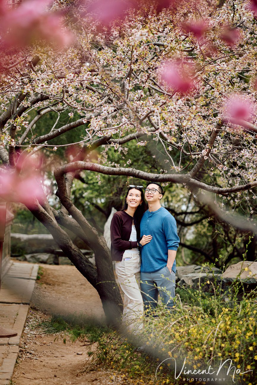 Engaged American couple walking through blooming cherry blossoms and Magnolia at the Summer Palace. High-end cinematic beijing photoshoot experience.