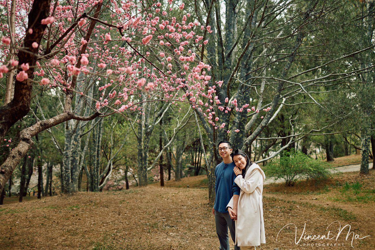 Engaged American couple walking through blooming cherry blossoms and Magnolia at the Summer Palace. High-end cinematic beijing photoshoot experience.
